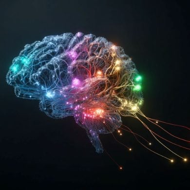This shows a brain with different areas mapped in different colors.