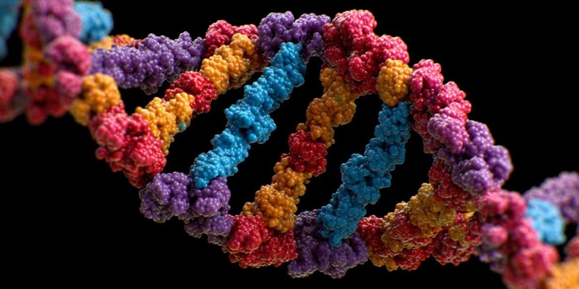 This shows DNA.