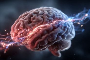 This shows a brain.