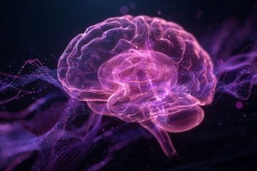 This shows a brain.