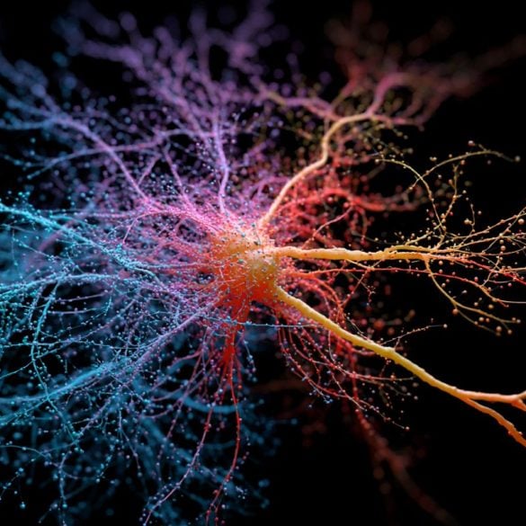 This shows neurons.