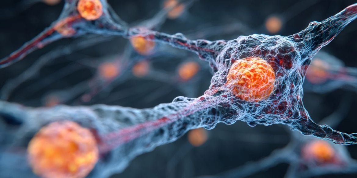 This shows neurons.