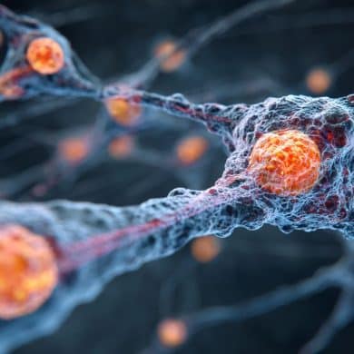This shows neurons.