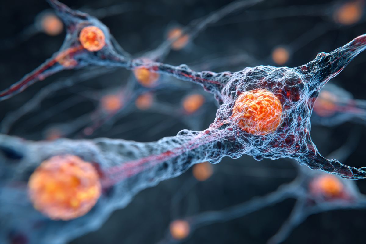 This shows neurons.
