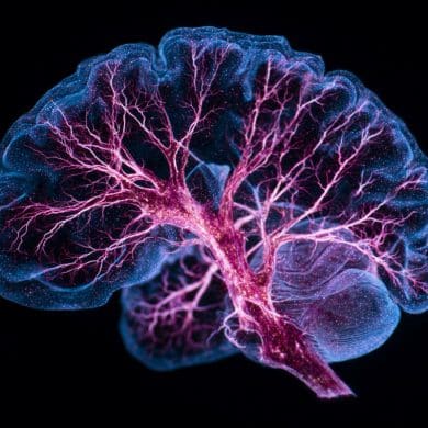 This shows a brain.
