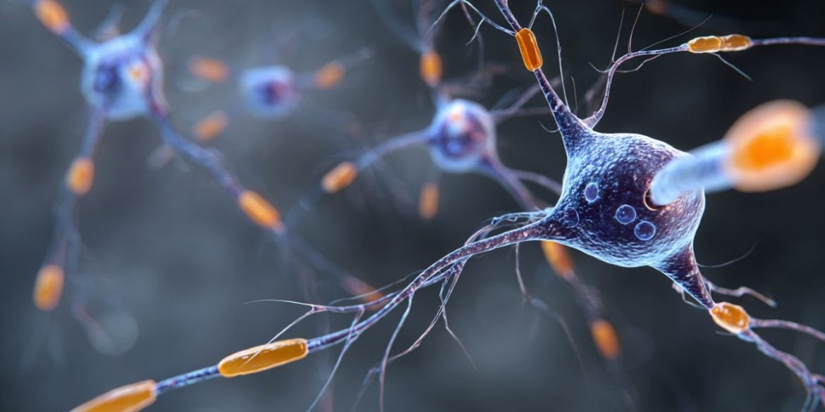 This shows neurons.