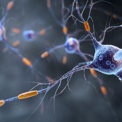 This shows neurons.