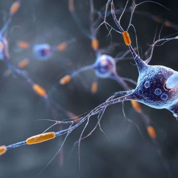 This shows neurons.