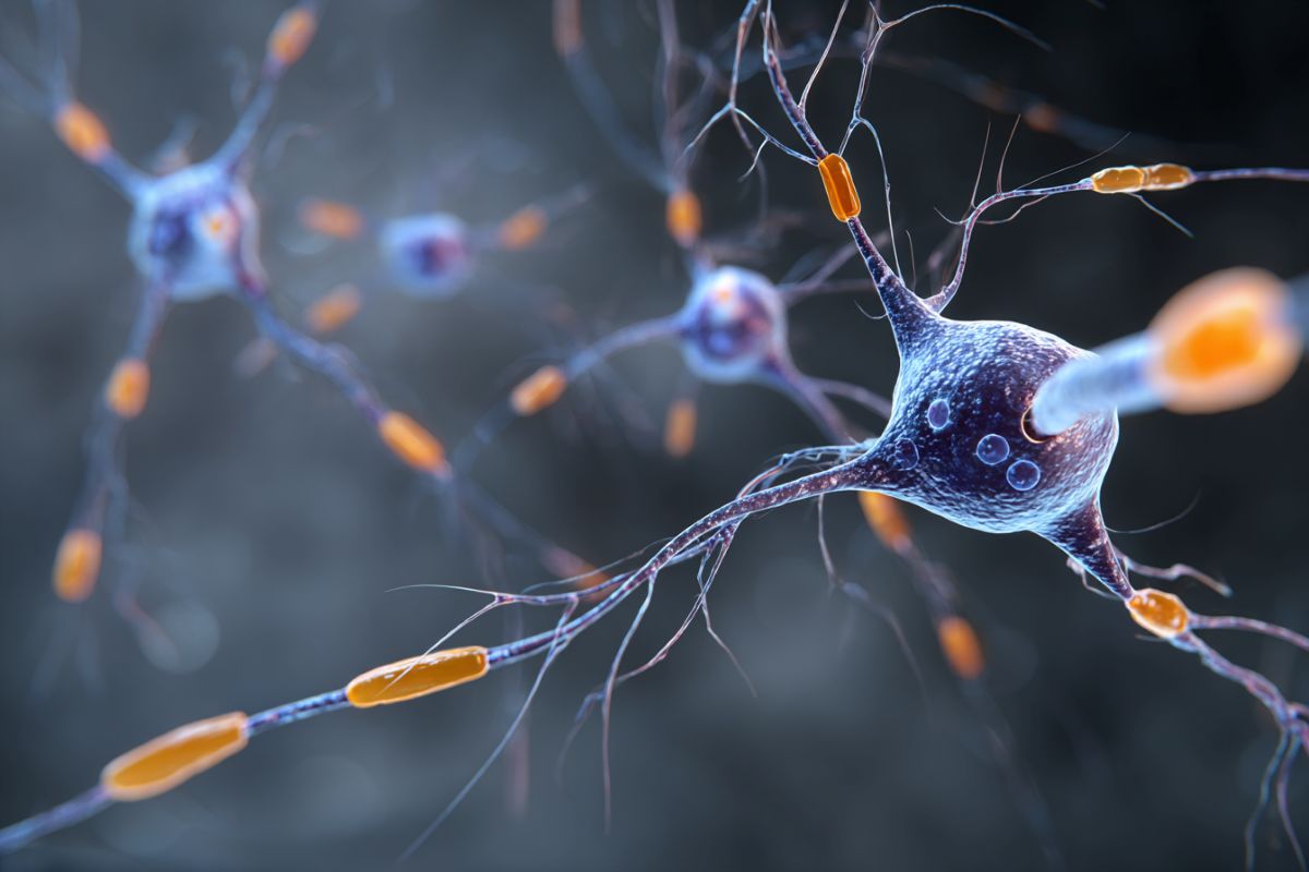 This shows neurons.