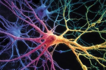 This shows neurons.