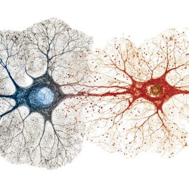This shows neurons.