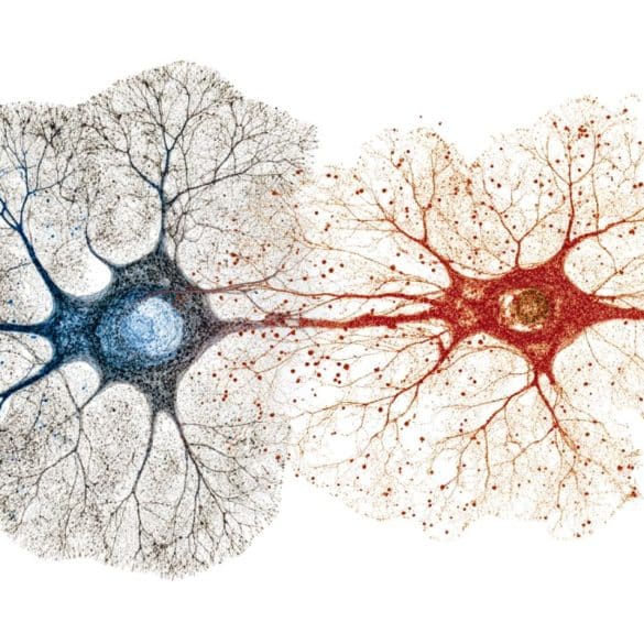 This shows neurons.