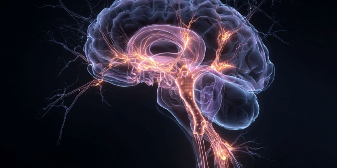 This shows a brain.