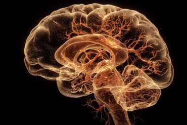 This shows a brain.