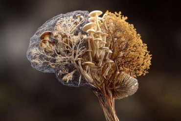 This shows a brain made of mushrooms.
