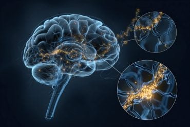 This shows a brain and neurons.