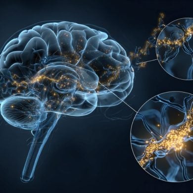 This shows a brain and neurons.