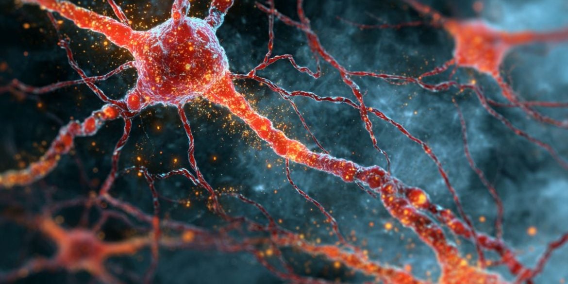 This shows neurons.