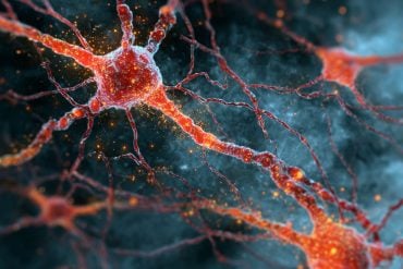 This shows neurons.