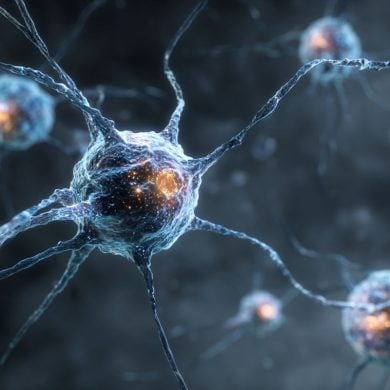 This shows neurons.
