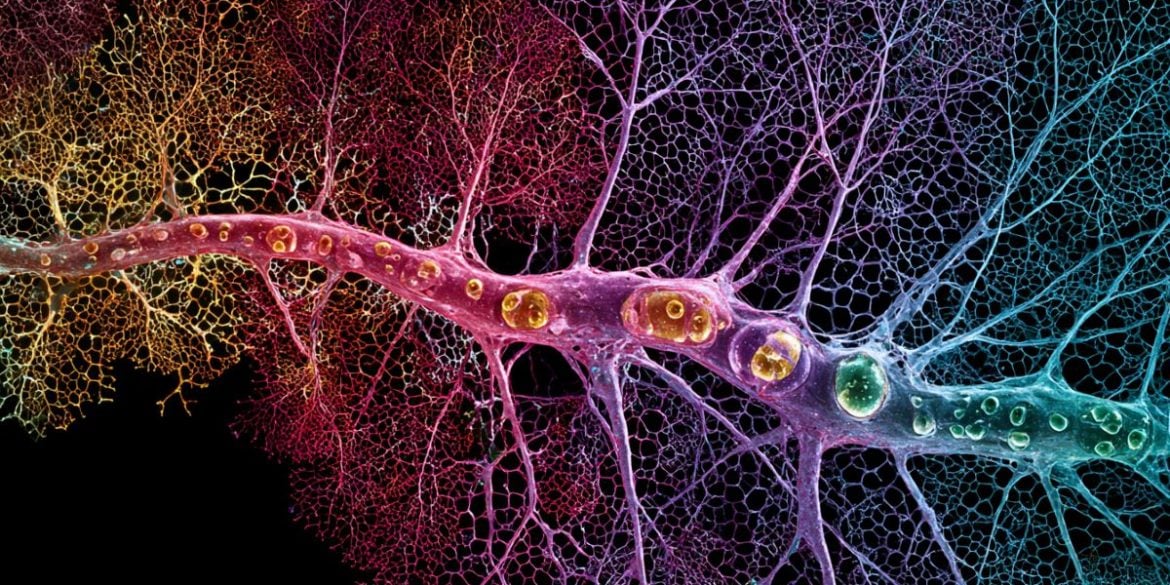This is an AI representation of visual cortex neurons.