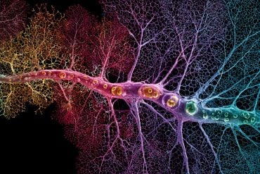 This is an AI representation of visual cortex neurons.