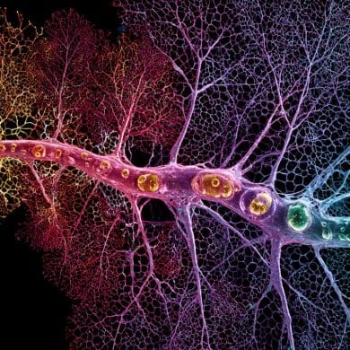 This is an AI representation of visual cortex neurons.