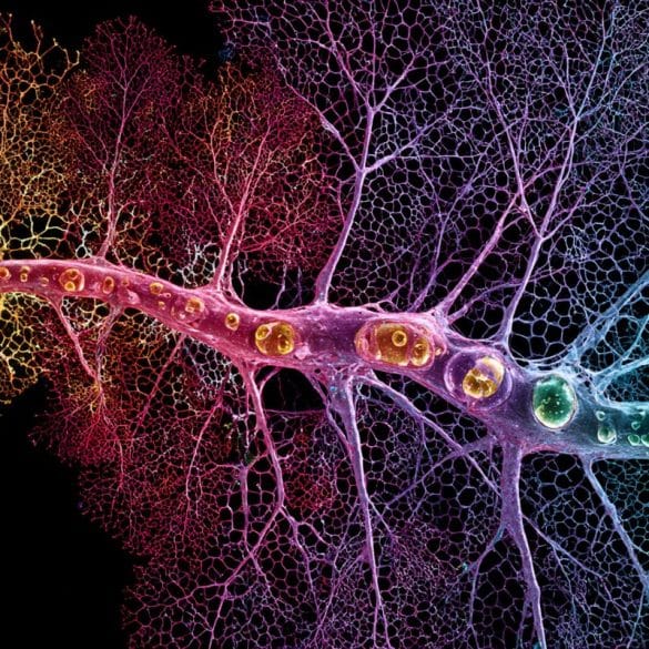 This is an AI representation of visual cortex neurons.