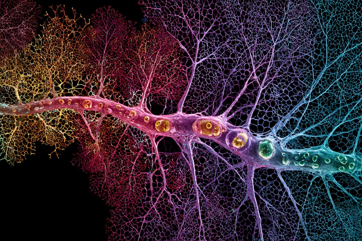 This is an AI representation of visual cortex neurons.