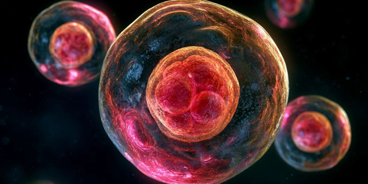 This shows a zygote.