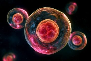 This shows a zygote.