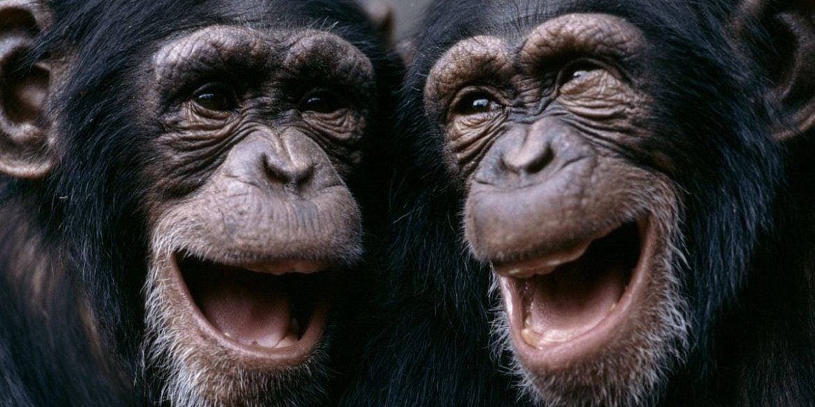 This shows two chimps laughing.