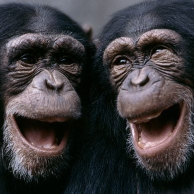 This shows two chimps laughing.