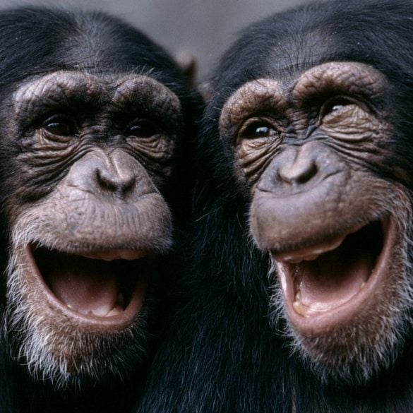This shows two chimps laughing.