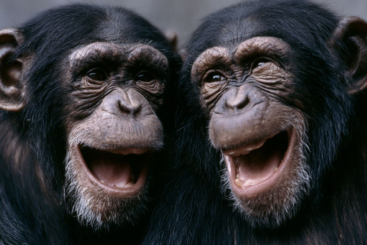 Great Ape Laughter Reveals Clues to Human Speech Origins