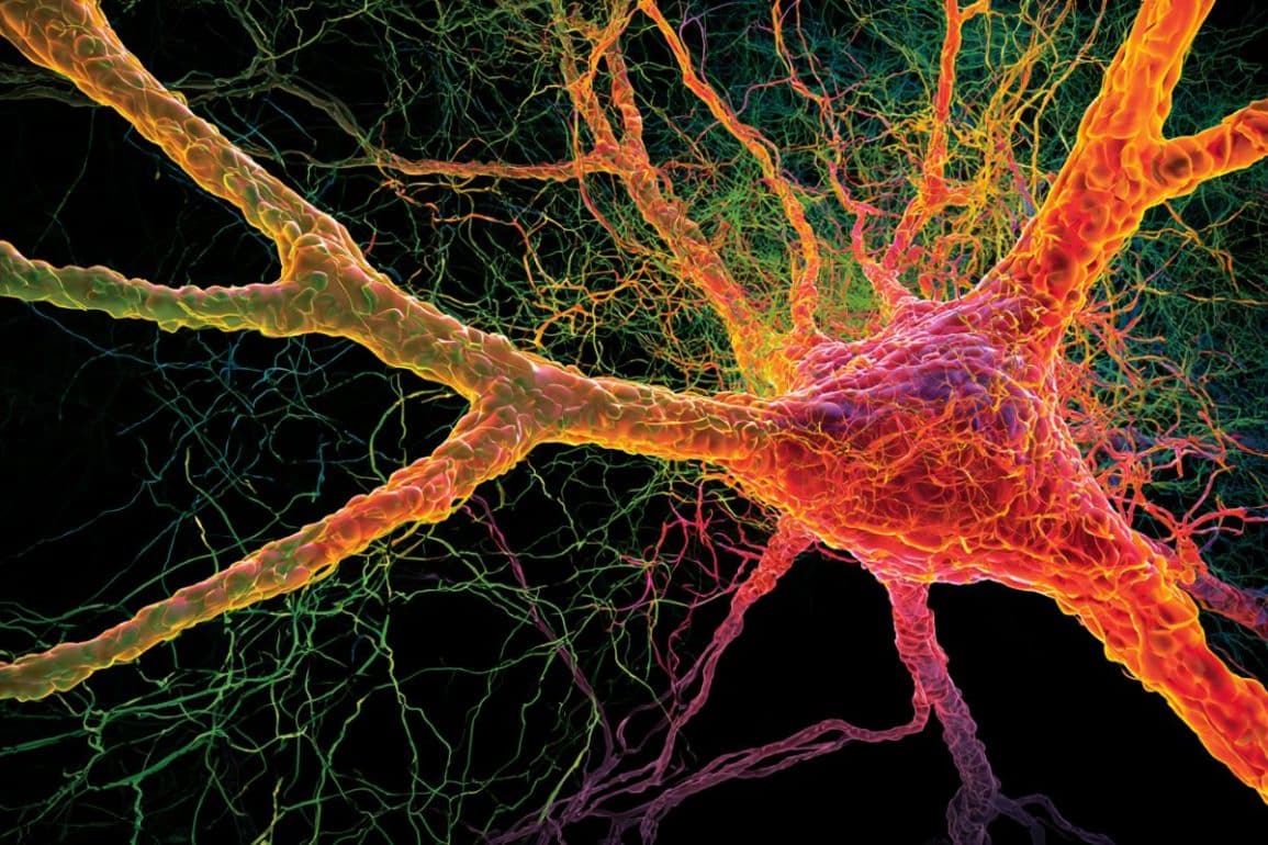 Alzheimers Protein APP Acts as Vital Shield for Neurons
