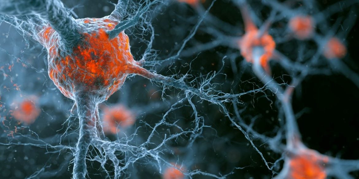 This shows neurons.