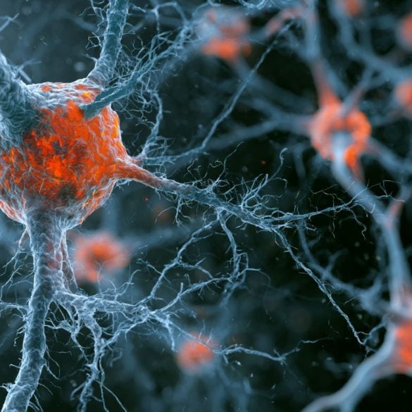 This shows neurons.