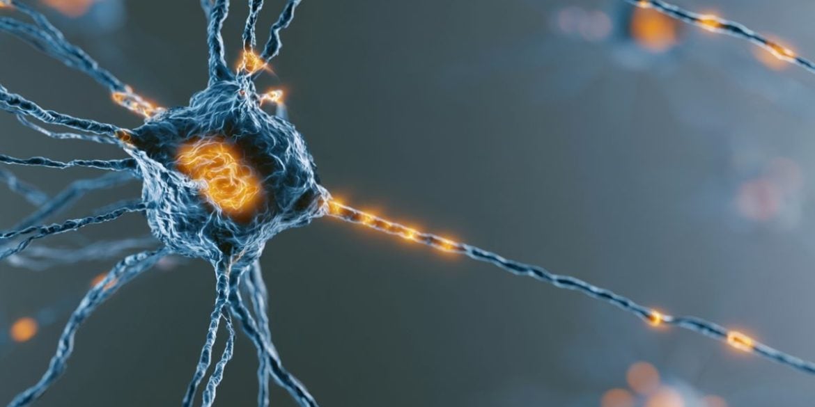 This shows a neuron.