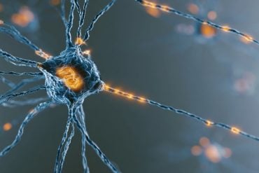 This shows a neuron.