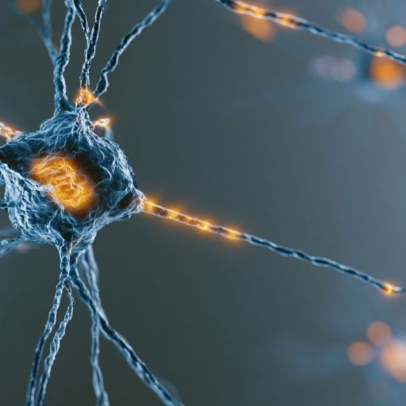 This shows a neuron.