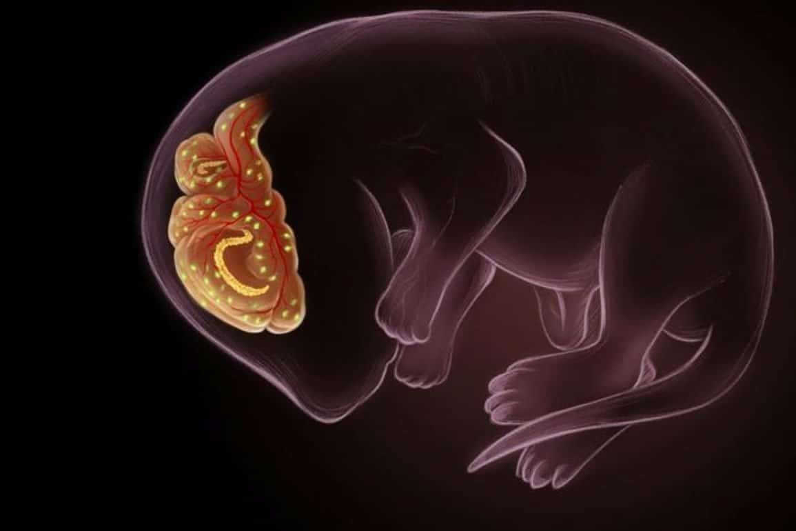 Senescent Cells Are Essential for Building the Brains Barriers