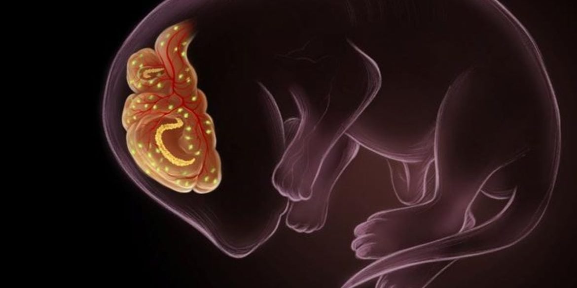 This shows a mouse fetus and a brain.