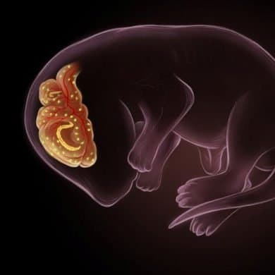 This shows a mouse fetus and a brain.