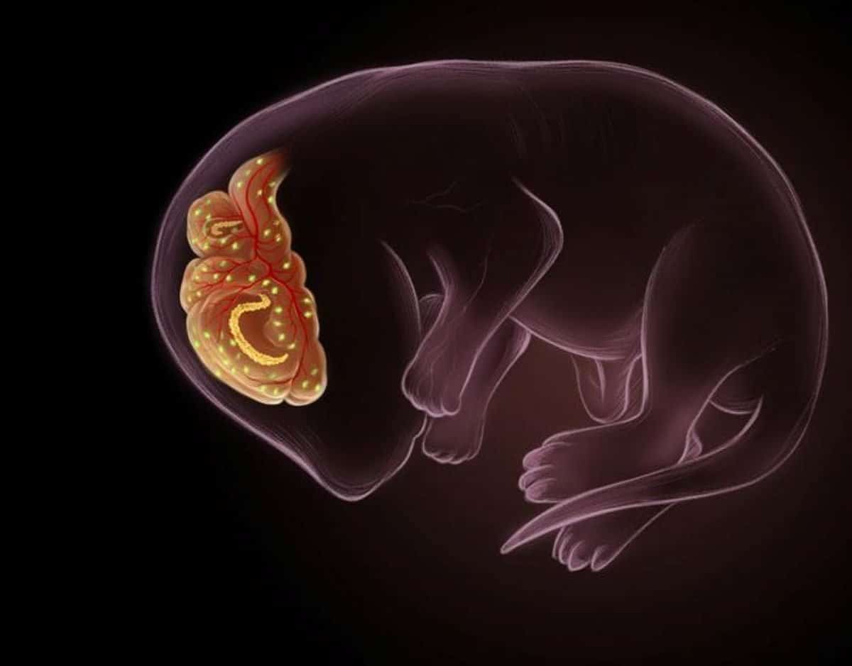 This shows a mouse fetus and a brain.
