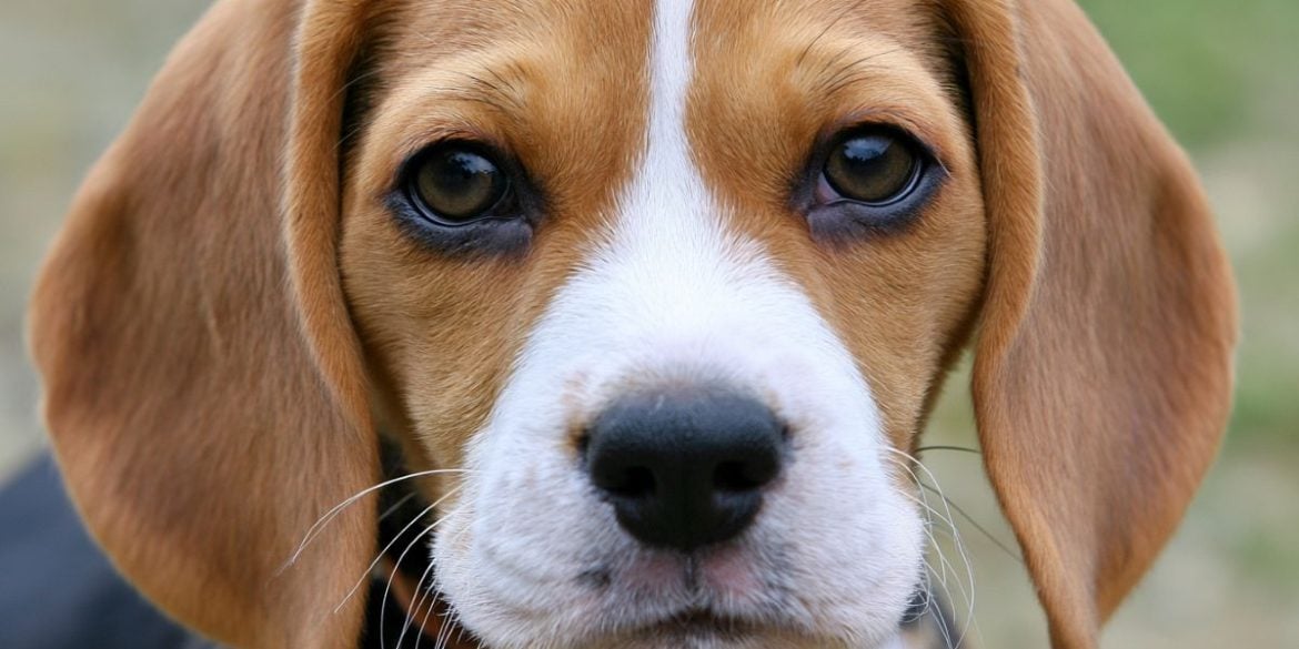 This shows a beagle.