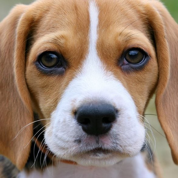 This shows a beagle.
