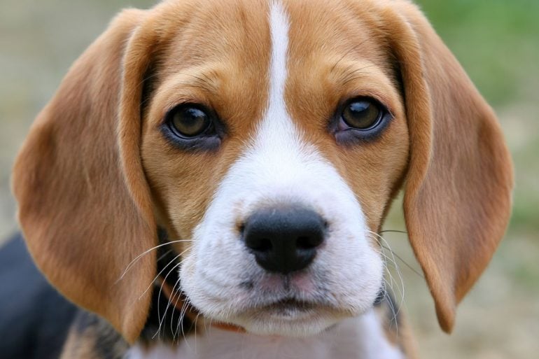 This shows a beagle.