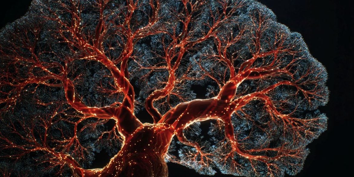 This shows a brain.