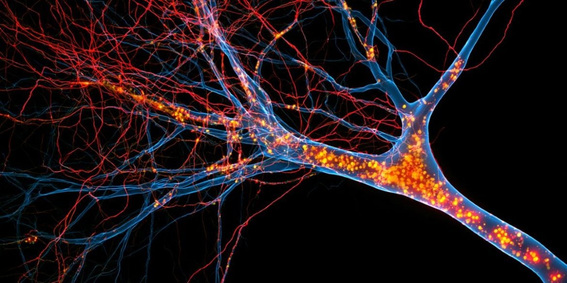 This shows neurons.